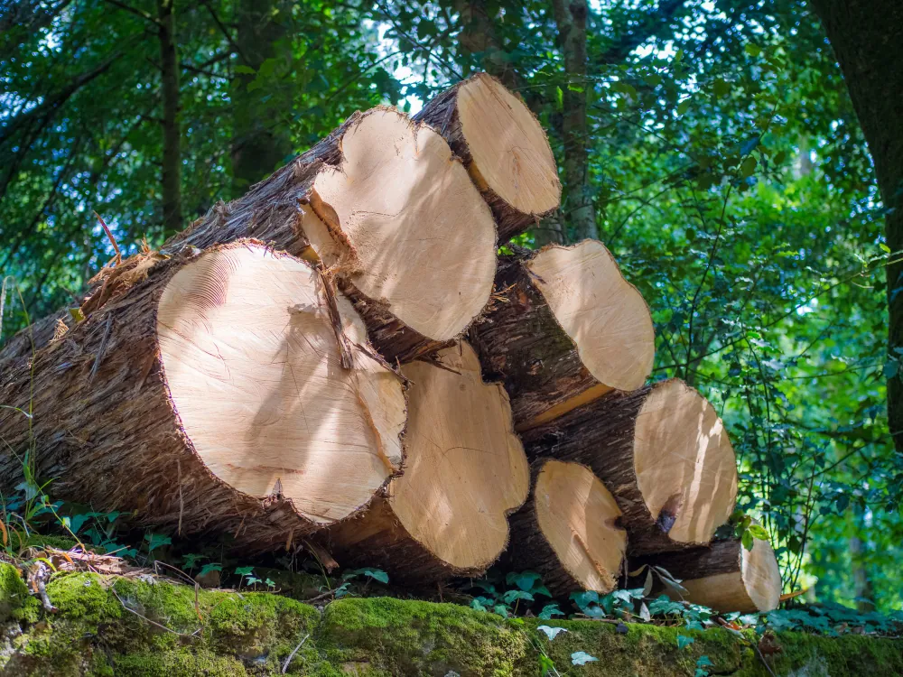 Ressources forestières camerounaises : la valorisation des ressources naturelles